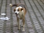The dog attacked 70 people in Shivganj, Shitla Tola, Mahadeva Road and Sadar Hospital areas in Bihar's Ara on Wednesday.(Representative image) The dog attacked 70 people in Shivganj, Shitla Tola, Mahadeva Road and Sadar Hospital areas in Bihar's Ara on Wednesday.(Representative image)