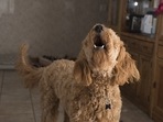 How to stop your dog from barking excessively; expert tips inside(Pixabay) How to stop your dog from barking excessively; expert tips inside(Pixabay)