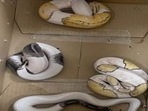 Reptiles found after alleged wildlife smuggles were intercepted at Bengaluru airport.(PIB) Reptiles found after alleged wildlife smuggles were intercepted at Bengaluru airport.(PIB)