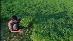A farmer harvests mint in Karnataka. (AFP) A farmer harvests mint in Karnataka. (AFP)