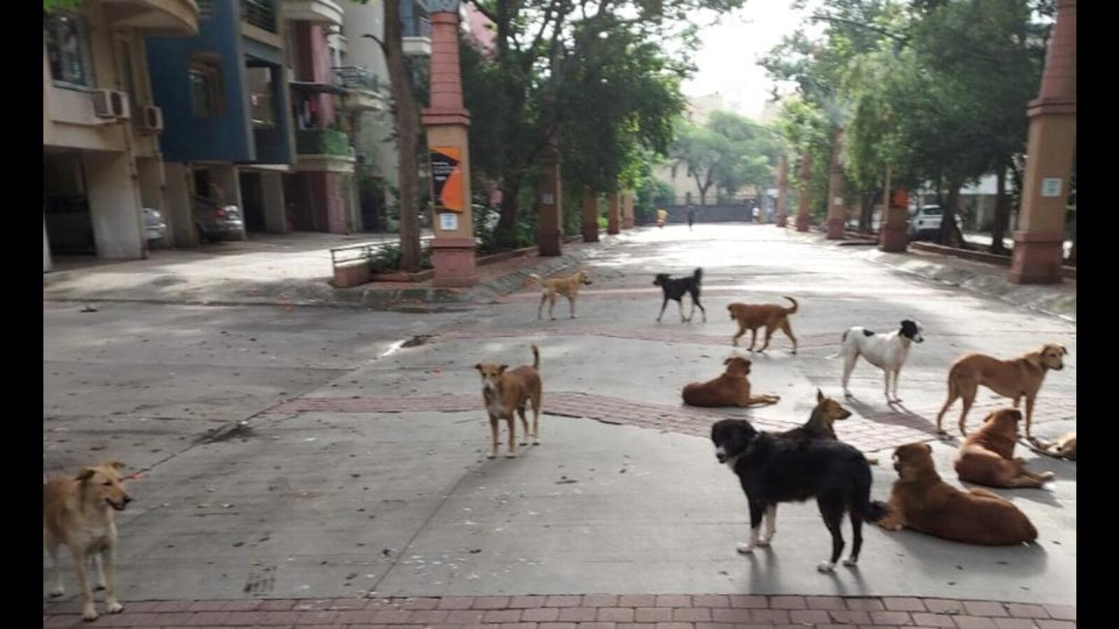 बिना नसबंदी वाले कुत्तों की धमकी के खिलाफ रेजिडेंट्स ने किया विरोध