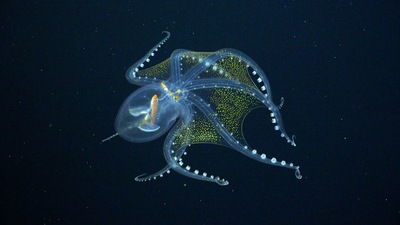Sheer delight: While out surveying the remote Phoenix Islands Archipelago, Schmidt Ocean Institute scientists captured rare footage of a “glass octopus”, named so because it is completely see-through. What one does see when one shines a light on it is its optic nerve, eyeballs, and digestive tract. Even though this species has been known to science since 1918, scientists were forced to study about this animal through specimens found in the guts of predators, before this sighting. (Schmidt Ocean Institute) Sheer delight: While out surveying the remote Phoenix Islands Archipelago, Schmidt Ocean Institute scientists captured rare footage of a “glass octopus”, named so because it is completely see-through. What one does see when one shines a light on it is its optic nerve, eyeballs, and digestive tract. Even though this species has been known to science since 1918, scientists were forced to study about this animal through specimens found in the guts of predators, before this sighting. (Schmidt Ocean Institute)