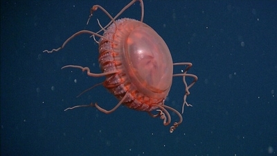 Code red: In 2022, researchers from the Monterey Bay Aquarium Research Institute (MBARI) described a new species of deep-sea crown jelly called Atolla reynoldsi. Atolla have a signature scarlet colour, distinctive thorny projections, and tend to have one long, trailing tentacle. This species, spotted in 2006 in California’s Monterey Bay, does not have the characteristic trailing tentacle. DNA studies have now confirmed its position as a deep sea Atolla. (MBARI 2006) Code red: In 2022, researchers from the Monterey Bay Aquarium Research Institute (MBARI) described a new species of deep-sea crown jelly called Atolla reynoldsi. Atolla have a signature scarlet colour, distinctive thorny projections, and tend to have one long, trailing tentacle. This species, spotted in 2006 in California’s Monterey Bay, does not have the characteristic trailing tentacle. DNA studies have now confirmed its position as a deep sea Atolla. (MBARI 2006)
