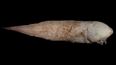 Voldemort with fins: This faceless fish was picked up by the Sampling the Abyss voyage in 2017, at a depth of 4,000 metres. An international group of scientists went on a month-long deep-sea research voyage to explore marine life in the abyss off eastern Australia. At first, scientists thought this was a new species. A quick look at the history books revealed that Typhlonus nasus is one of the earliest-known deep-sea species, first discovered by the HMS Challenger, which undertook a landmark oceanographic survey in the 1870s. (Rob Zubaro / Museums Victoria) Voldemort with fins: This faceless fish was picked up by the Sampling the Abyss voyage in 2017, at a depth of 4,000 metres. An international group of scientists went on a month-long deep-sea research voyage to explore marine life in the abyss off eastern Australia. At first, scientists thought this was a new species. A quick look at the history books revealed that Typhlonus nasus is one of the earliest-known deep-sea species, first discovered by the HMS Challenger, which undertook a landmark oceanographic survey in the 1870s. (Rob Zubaro / Museums Victoria)