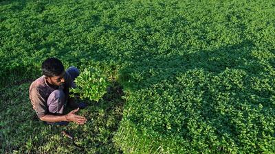 A farmer harvests mint in Karnataka. (AFP) A farmer harvests mint in Karnataka. (AFP)