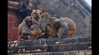 Monkeys at Varanasi’s Assi Ghat trying to beat the cold after the day witnessed a sharp dip in the minimum temperature. On Friday, the minimum temperature was recorded as 11 Degree Celsius. (Rajesh Kumar)
