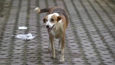 The dog attacked 70 people in Shivganj, Shitla Tola, Mahadeva Road and Sadar Hospital areas in Bihar's Ara on Wednesday. (Representative image)