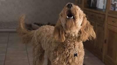 How to stop your dog from barking excessively; expert tips inside (Pixabay)