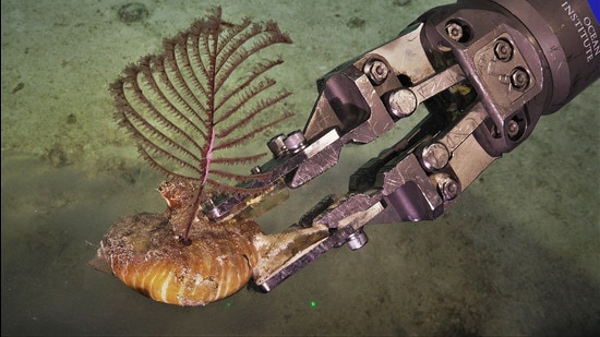 ROV SuBastian's manipulators gently grasp a black coral growing on a nautilus shell at a depth of 550 metres. (Schmidt Ocean Institute)