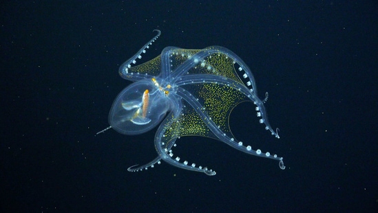 Sheer delight: While out surveying the remote Phoenix Islands Archipelago, Schmidt Ocean Institute scientists captured rare footage of a “glass octopus”, named so because it is completely see-through. What one does see when one shines a light on it is its optic nerve, eyeballs, and digestive tract. Even though this species has been known to science since 1918, scientists were forced to study about this animal through specimens found in the guts of predators, before this sighting.&nbsp;(Schmidt Ocean Institute)
