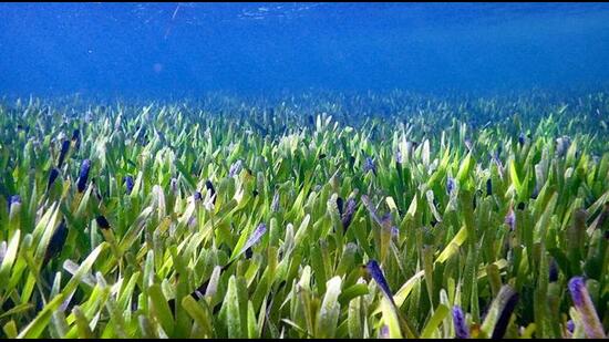 The Posidonia australis or Poseidon’s ribbon weed, which has cloned its way across 112 sq km in Shark Bay, Australia. (Rachel Austin / University of Western Australia)