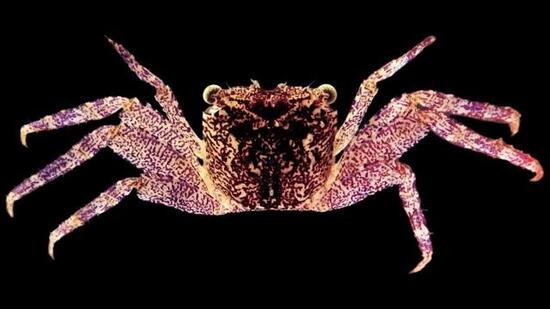 The newly discovered tree-spider crab (Leptarma biju(, that was found in the mangroves at Kasaragod, Kerala. (Riyas A.)