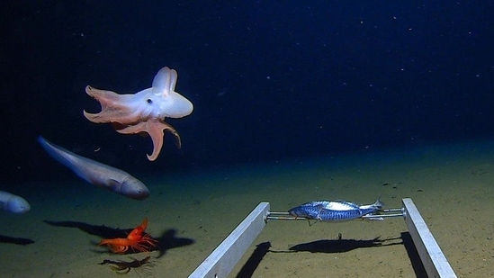 All ears: In 2020, the deepest-dwelling octopus known was spotted at the bottom of the Indian Ocean. A species of Dumbo octopus with ear-like fins, belonging to the Grimpoteuthis and named after the Disney character, was found swimming at 6,957 metres. The previous record for lowest depth at which an octopus had been seen was 5,145 metres. This fresh sighting was made by marine biologist Alan Jamieson, using an underwater camera trap that settles on the seabed and photographs life as it swims and shuffles by. ( Atlantic Productions for Disney Channel)