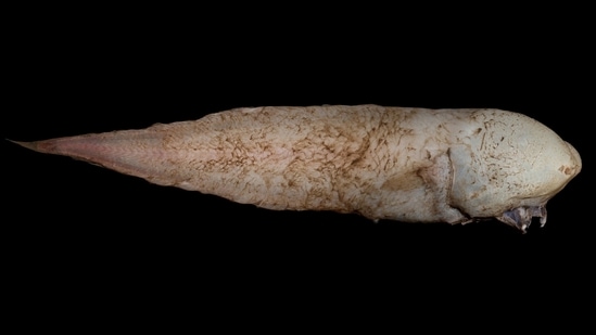 Voldemort with fins: This faceless fish was picked up by the Sampling the Abyss voyage in 2017, at a depth of 4,000 metres. An international group of scientists went on a month-long deep-sea research voyage to explore marine life in the abyss off eastern Australia. At first, scientists thought this was a new species. A quick look at the history books revealed that Typhlonus nasus is one of the earliest-known deep-sea species, first discovered by the HMS Challenger, which undertook a landmark oceanographic survey in the 1870s.(Rob Zubaro / Museums Victoria)