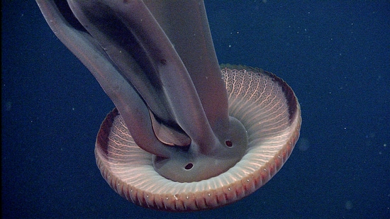 A giant phantom jellyfish, with 10m-long tentacles and a metre-wide bell, found gliding at 975 metres. (MBARI)