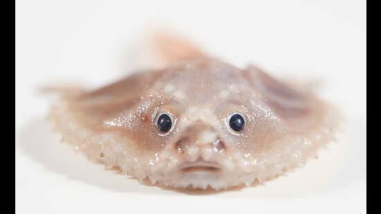 A deep-sea batfish, found near the sea floor in the Indian Ocean. (Ben Heally / Museums Victoria)