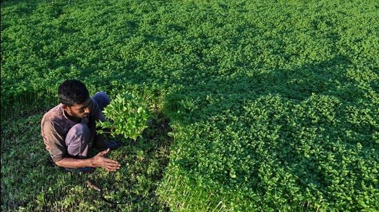 A farmer harvests mint in Karnataka. (AFP)