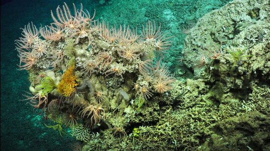 A variety of life, including crinoids, sponges and corals found perched on near coral skeletons in the depths of the Coral Sea Marine Park, Australia. (Schmidt Ocean Institute)