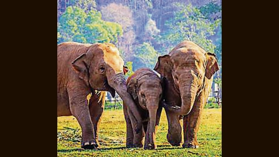 In 2005, Wildlife Trust of India and Asian Nature Conservation Foundation in collaboration with state forest departments, Project Elephant and researchers had identified 88 elephant corridors. (Shutterstock)