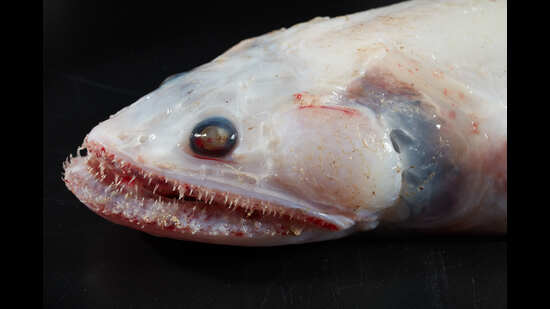 A high-fin lizard fish found in the depths of the Indian Ocean. (Ben Heally / Museums Victoria)