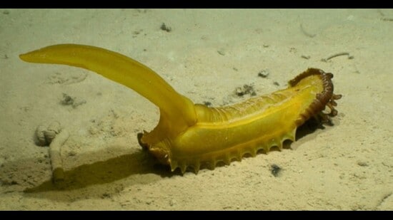 A gummy squirrel, a type of sea cucumber, found deep in the Pacific Ocean. (DeepCCZ Expedition, Gordon & Betty Moore Foundation & NOAA)