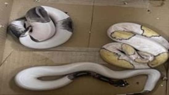 Reptiles found after alleged wildlife smuggles were intercepted at Bengaluru airport.(PIB)