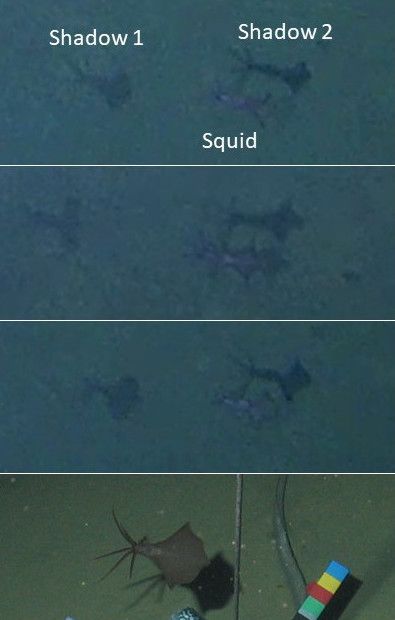 Three shots of the big-fin squid in the Phillippine trench, and a similarly sized one imaged in 2014. (Caladan Oceanic and Alan Jamieson) Three shots of the big-fin squid in the Phillippine trench, and a similarly sized one imaged in 2014. (Caladan Oceanic and Alan Jamieson)