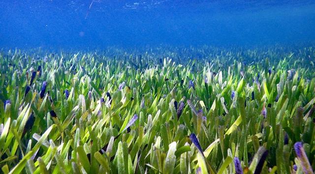 The Posidonia australis or Poseidon’s ribbon weed, which has cloned its way across 112 sq km in Shark Bay, Australia. (Rachel Austin / University of Western Australia) The Posidonia australis or Poseidon’s ribbon weed, which has cloned its way across 112 sq km in Shark Bay, Australia. (Rachel Austin / University of Western Australia)