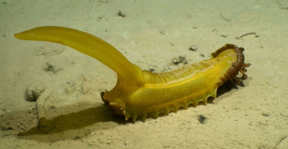 A gummy squirrel, a type of sea cucumber, found deep in the Pacific Ocean. (DeepCCZ Expedition, Gordon & Betty Moore Foundation & NOAA) A gummy squirrel, a type of sea cucumber, found deep in the Pacific Ocean. (DeepCCZ Expedition, Gordon & Betty Moore Foundation & NOAA)