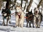 The top 10 dog harnesses in India at affordable prices(https://www.pexels.com) The top 10 dog harnesses in India at affordable prices(https://www.pexels.com)