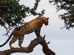 The big cats will join eight cheetahs introduced in MP’s Kuno National Park from Namibia last year (Representative Photo)(Unsplash) The big cats will join eight cheetahs introduced in MP’s Kuno National Park from Namibia last year (Representative Photo)(Unsplash)