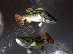 Pisces Weekly Horoscope for January 29- February 4, 2023 : Perseverance on the part of Pisceans will pay off in a huge, almost unfathomable way down the line. Pisces Weekly Horoscope for January 29- February 4, 2023 : Perseverance on the part of Pisceans will pay off in a huge, almost unfathomable way down the line.