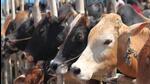 According to data shared by the police department, approximately 600 people were arrested and around 300 cases were registered since 2017 for cow slaughter and smuggling (PTI Photo) According to data shared by the police department, approximately 600 people were arrested and around 300 cases were registered since 2017 for cow slaughter and smuggling (PTI Photo)