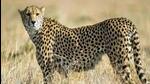 The big cats will join eight cheetahs introduced in MP’s Kuno National Park from Namibia last year (Representative Photo) The big cats will join eight cheetahs introduced in MP’s Kuno National Park from Namibia last year (Representative Photo)