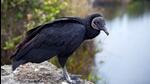 The bird was spotted around 500 metres from the Chandu Budhera water treatment plant on Friday afternoon. (Representative Image/Getty Images) The bird was spotted around 500 metres from the Chandu Budhera water treatment plant on Friday afternoon. (Representative Image/Getty Images)