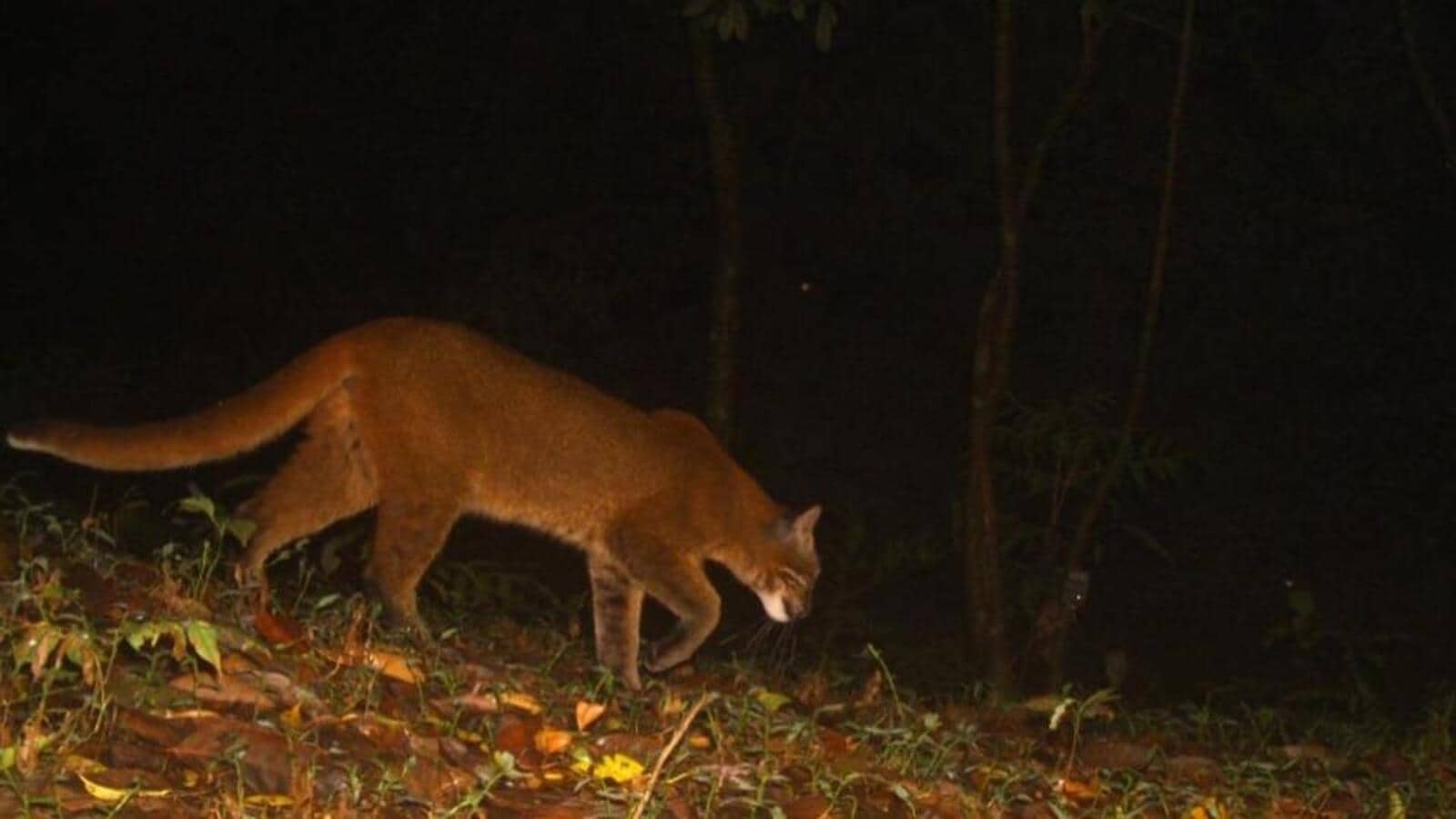Melanistic Asiatic golden cat captured on camera for first time in West Bengal