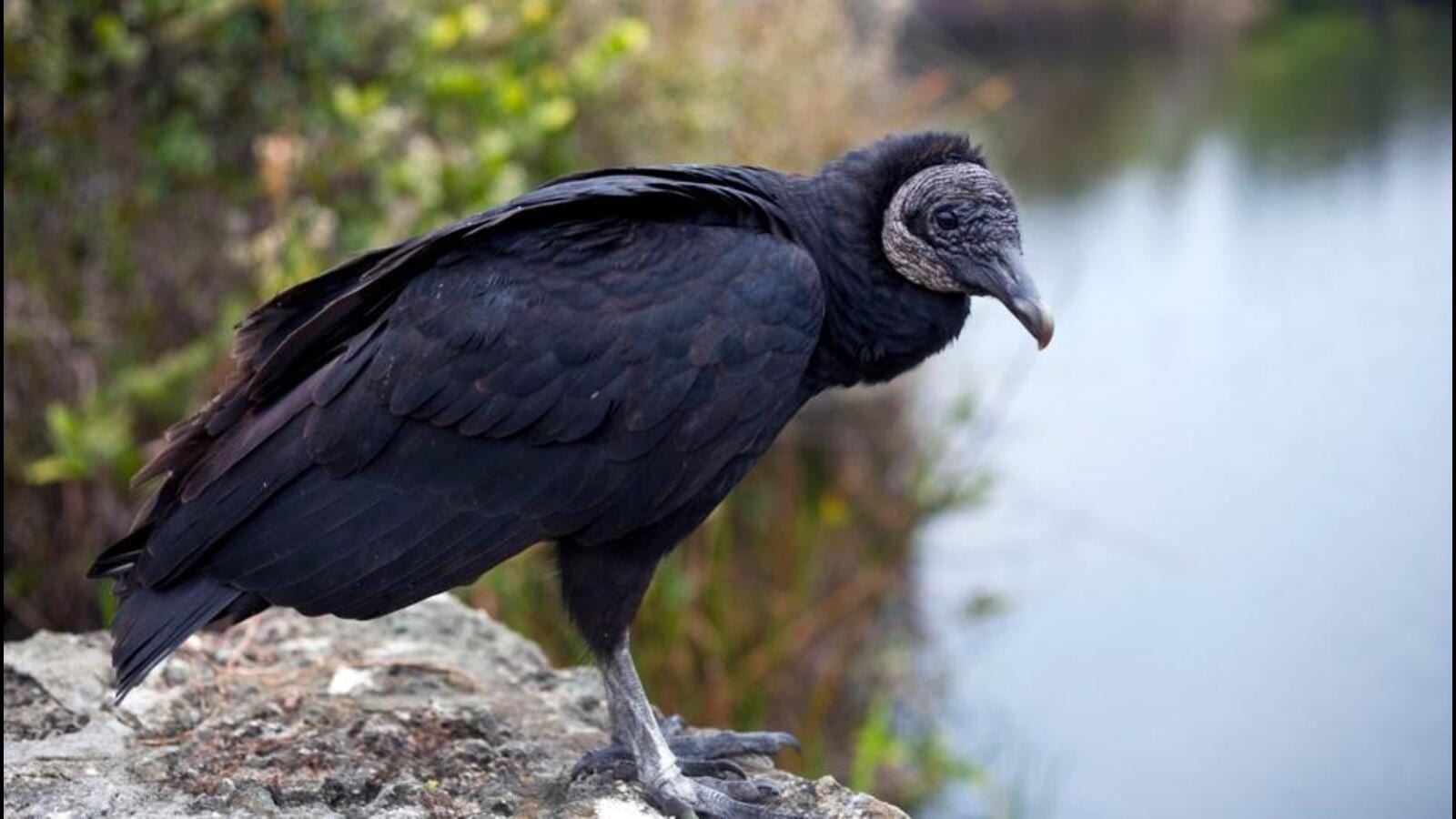 Big Egyptian Black Vulture