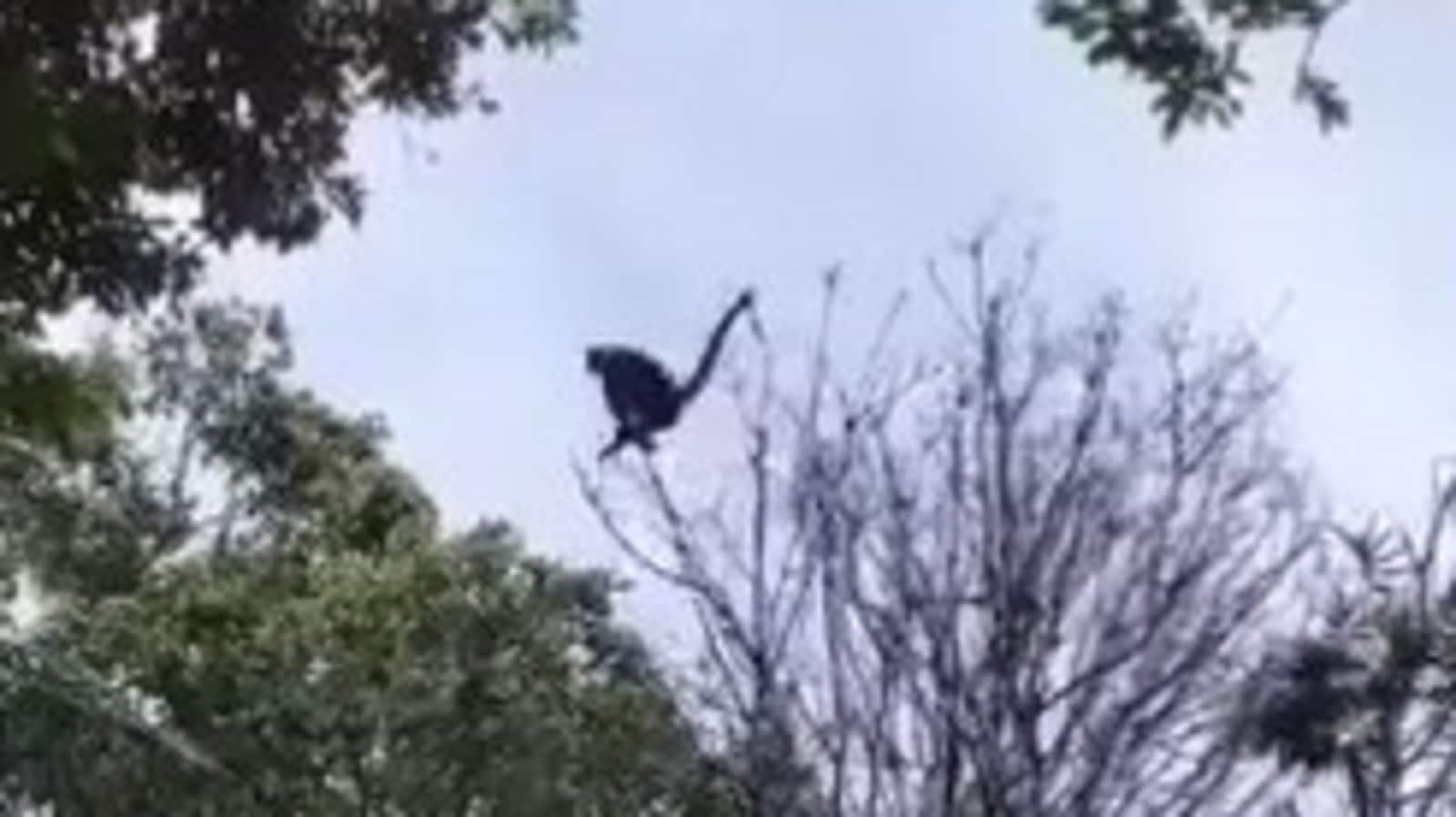 Mama monkey acts as a bridge between trees to help her kid. Watch