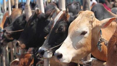 According to data shared by the police department, approximately 600 people were arrested and around 300 cases were registered since 2017 for cow slaughter and smuggling (PTI Photo)