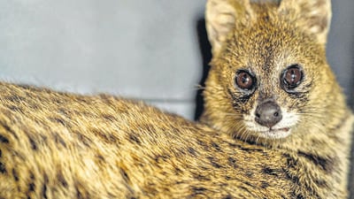 An injured Small Indian Civet rescued from a Delhi office. (PHOTO: WILDLIFE SOS) An injured Small Indian Civet rescued from a Delhi office. (PHOTO: WILDLIFE SOS)