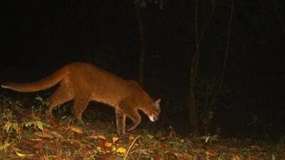 The Asiatic golden cat is listed as ‘near threatened’ in the IUCN list of threatened species (Parveen Kaswan)