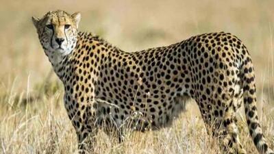 The big cats will join eight cheetahs introduced in MP’s Kuno National Park from Namibia last year (Representative Photo) The big cats will join eight cheetahs introduced in MP’s Kuno National Park from Namibia last year (Representative Photo)