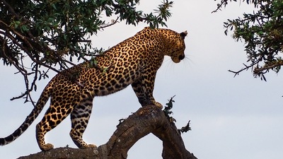 The big cats will join eight cheetahs introduced in MP’s Kuno National Park from Namibia last year (Representative Photo) (Unsplash) The big cats will join eight cheetahs introduced in MP’s Kuno National Park from Namibia last year (Representative Photo) (Unsplash)