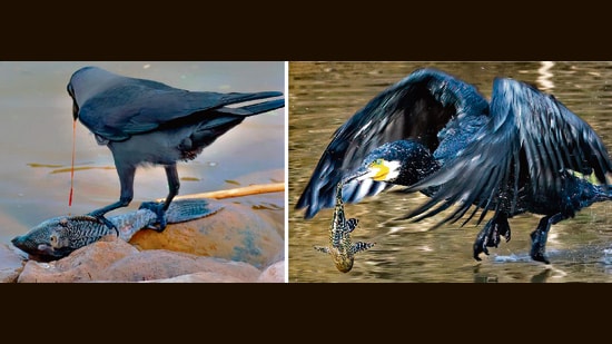 At Sukhna, a crow eating a dead Amazonian catfish and (right) a cormorant catches another one. (PHOTOS: PARVEEN NAIN AND DR. ARUN KHANNA)