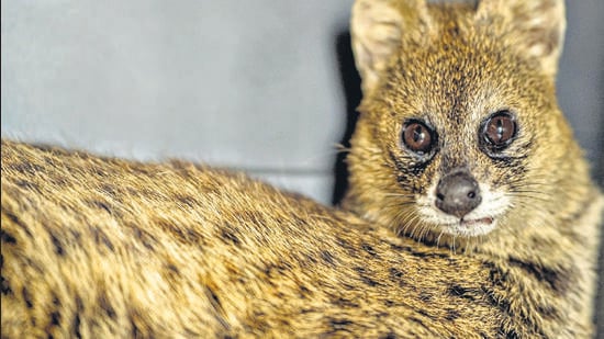 An injured Small Indian Civet rescued from a Delhi office. (PHOTO: WILDLIFE SOS)