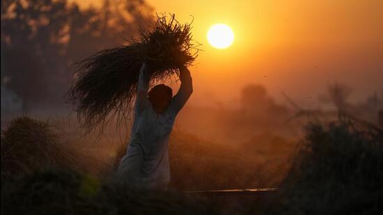 Officials expect a bumper wheat crop because cultivators have sown expensive, high-yielding varieties in nearly all of Punjab, Haryana and Madhya Pradesh. (AP) Officials expect a bumper wheat crop because cultivators have sown expensive, high-yielding varieties in nearly all of Punjab, Haryana and Madhya Pradesh. (AP)