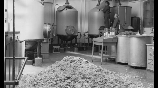 Rose petals heaped on the floor of the Molinard factory in Grasse waiting to be put into the distilling vats used for making essence in this picture dated 26 May 1955. (George W Hales/Fox Photos/Getty Images)
