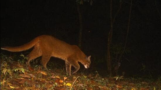 Rare tigers in Thailand spotted for first time in four years - The  Washington Post