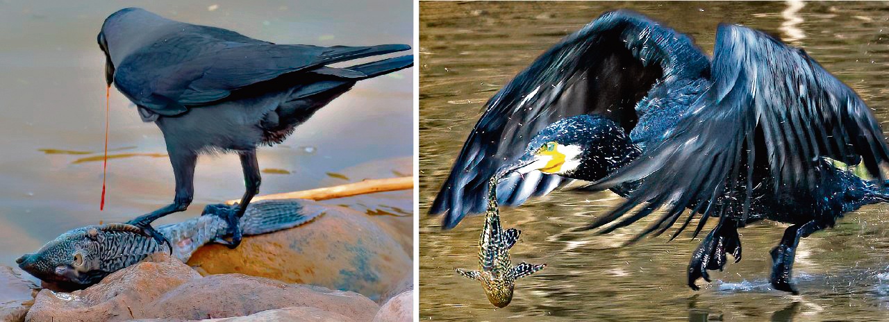 At Sukhna, a crow eating a dead Amazonian catfish and (right) a cormorant catches another one. (PHOTOS: PARVEEN NAIN AND DR. ARUN KHANNA) At Sukhna, a crow eating a dead Amazonian catfish and (right) a cormorant catches another one. (PHOTOS: PARVEEN NAIN AND DR. ARUN KHANNA)