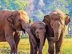 Elephants and other megaherbivores affect the abundance of these trees by feeding more heavily on the low carbon density trees. (Shutterstock) Elephants and other megaherbivores affect the abundance of these trees by feeding more heavily on the low carbon density trees. (Shutterstock)